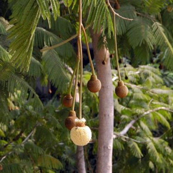Parkia Biglandulosa - Badminton Ball Tree